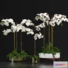 1606668 - decoration - Orchid 9 3D Max