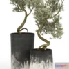 1606682 - decoration - Olive Tree 02 3D Max