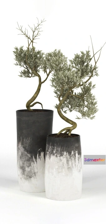 1606682 - decoration - Olive Tree 02 3D Max