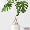 1606686 - decoration - Monstera 01 3D Max