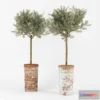 1606702 - decoration - Olive Tree 01 3D Max