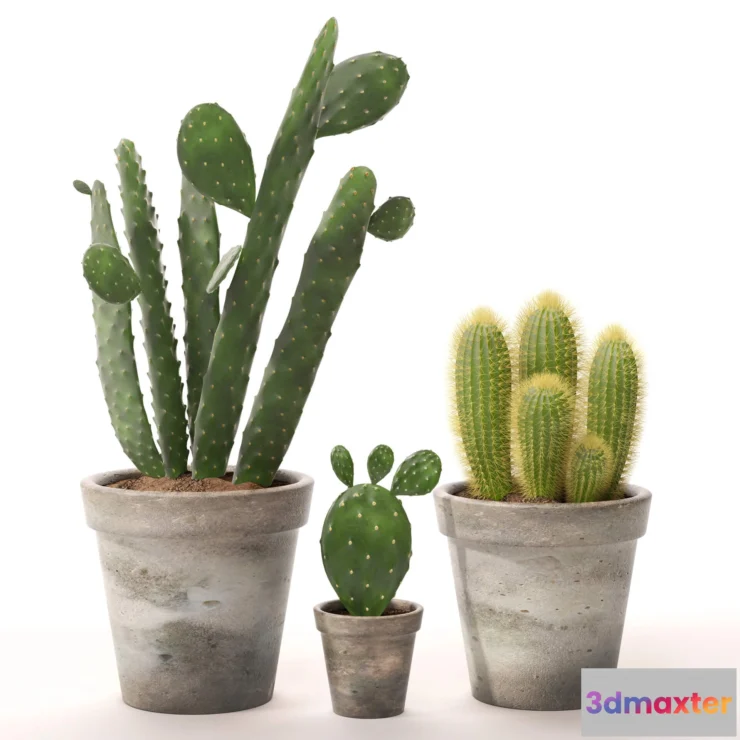 1606714 - decoration - Cactus set 2 3D Max