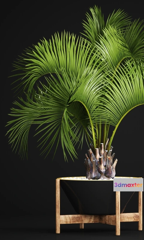 1606720 - decoration - Palm 01 3D Max