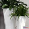 1606756 - decoration - Ferns in pots 3D Max