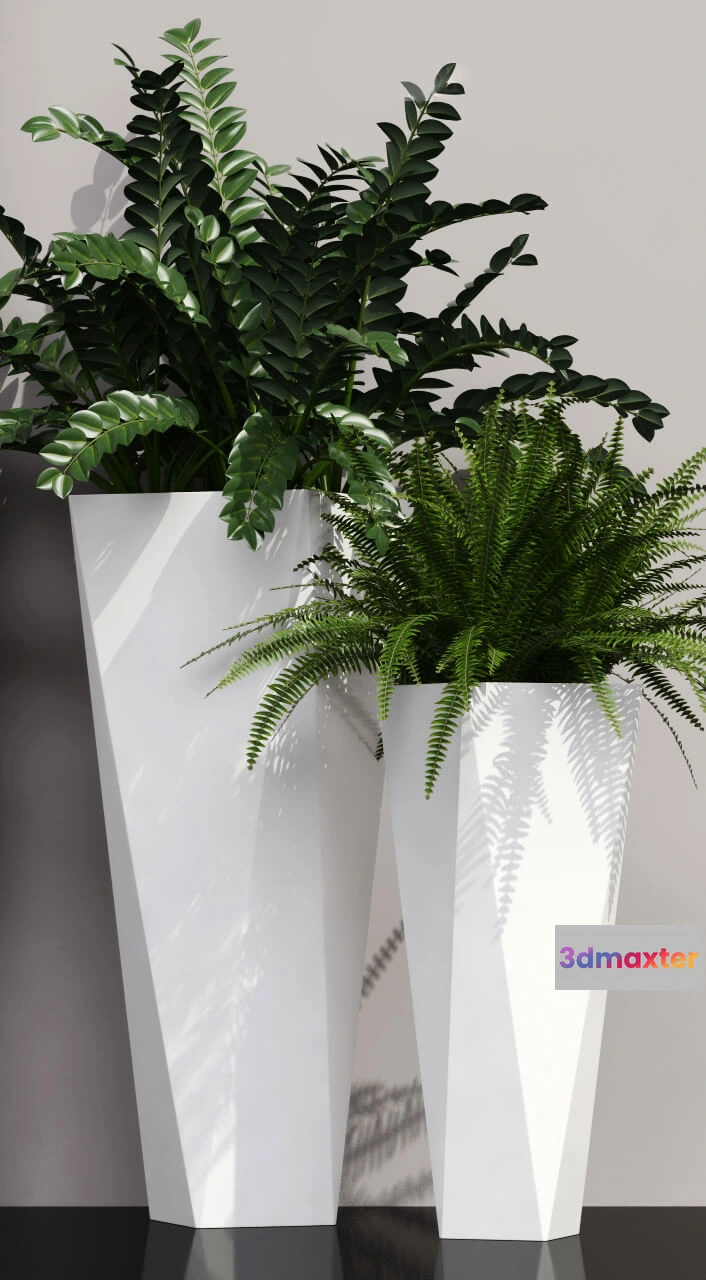 1606756 - decoration - Ferns in pots 3D Max