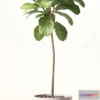 1606766 - decoration - Ficus lyre 3D Max