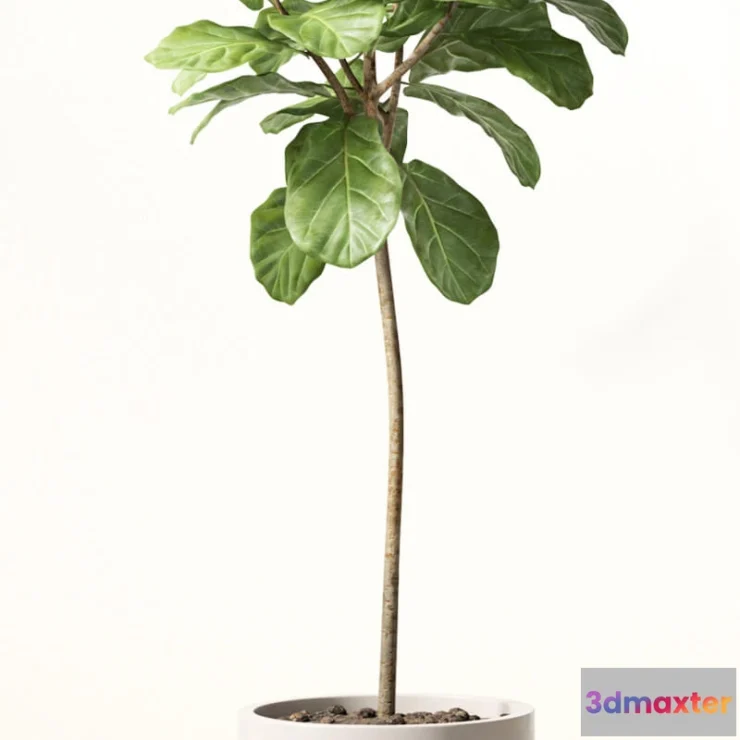 1606766 - decoration - Ficus lyre 3D Max