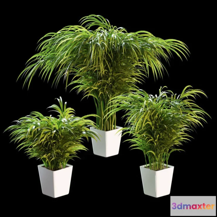 1606768 - decoration - Palm tree 3D Max