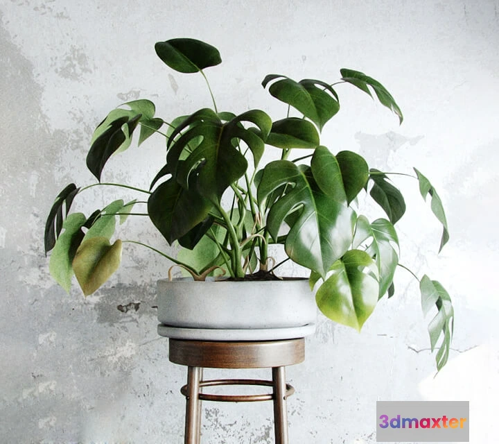 1606774 - decoration - Liana monstera 3D Max