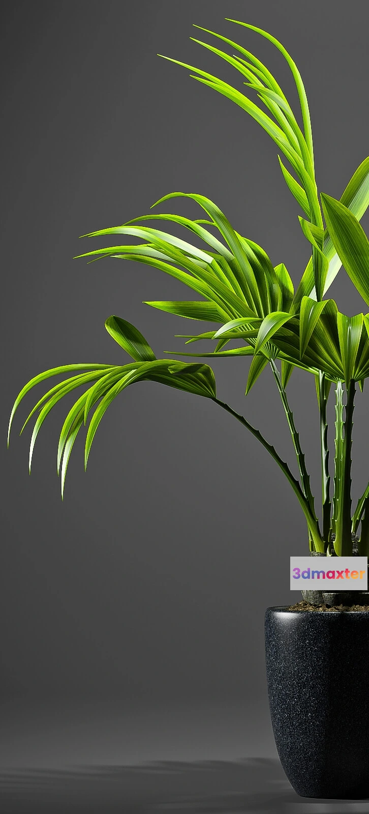 1606784 - decoration - Fan palm 3D Max
