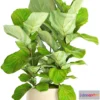 1606788 - decoration - Ficus Lyrata 3D Max