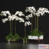 1606790 - decoration - Indoor Orchids 3D Max