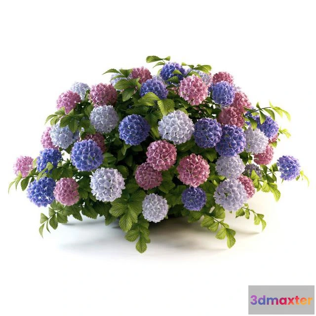 1606798 - decoration - Hydrangea cluster 3D Max