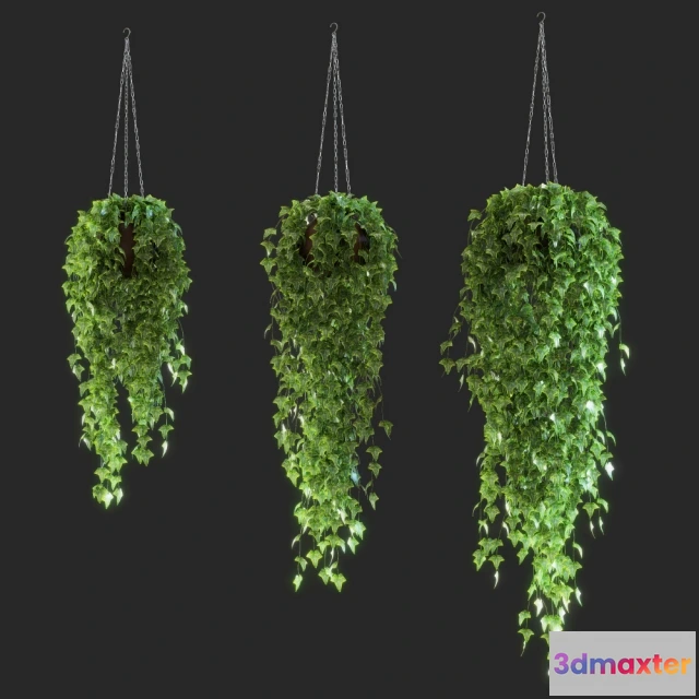 1606812 - decoration - Ivy in the pot 3D Max