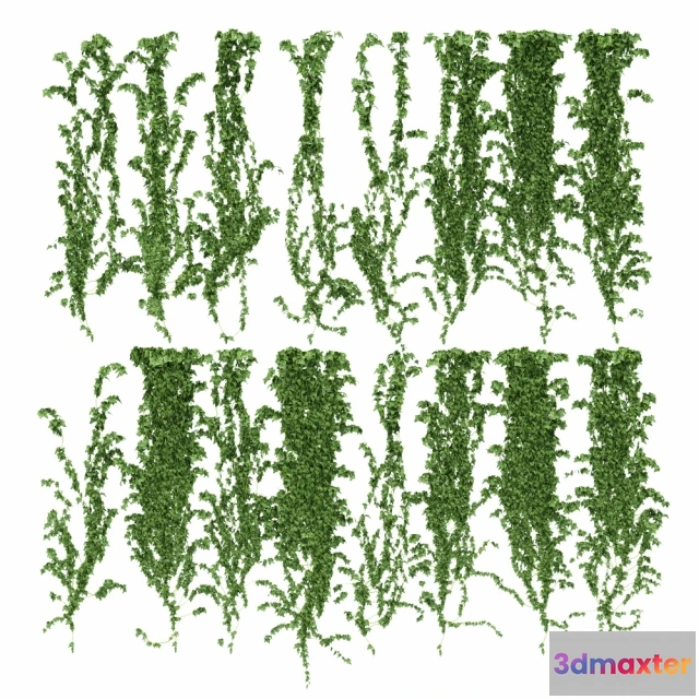 1606822 - decoration - Ivy wall 3D Max