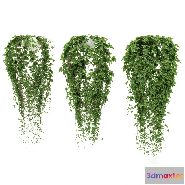 1606830 - decoration - Ivy in the pot 3D Max