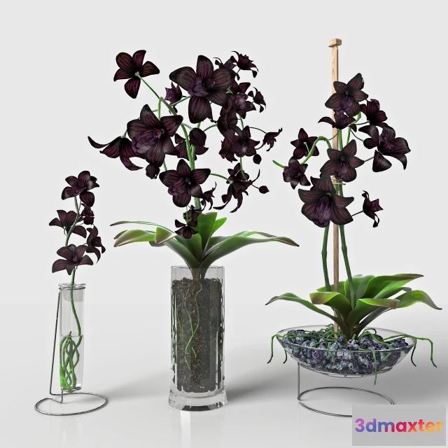 1606884 - decoration - Black Orchid set 3D Max