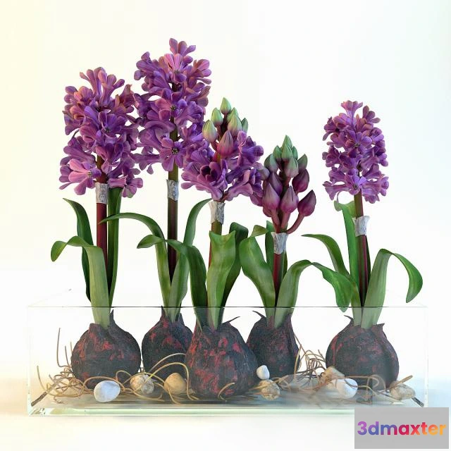 1606956 - decoration - hiacynty 3D Max