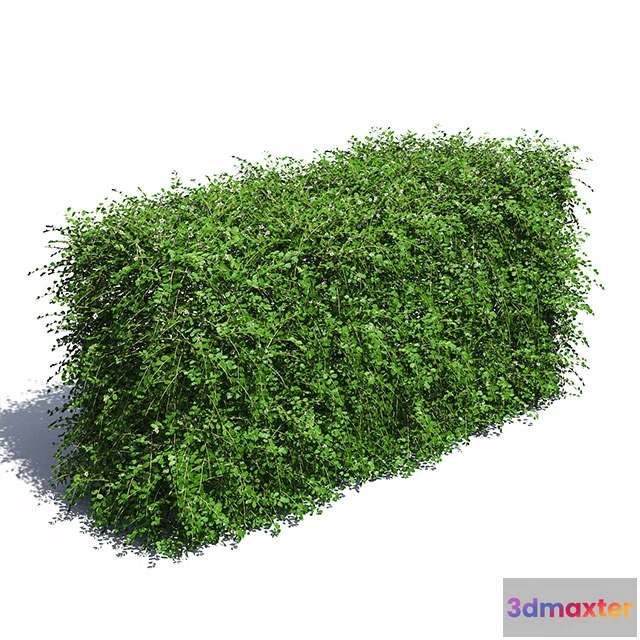 1606970 - decoration - Hedge 3D Max