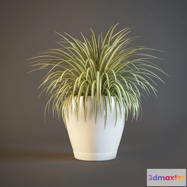 1606980 - decoration - Plants 3D Max