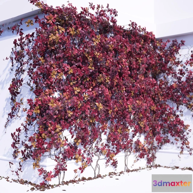 1606998 - decoration - Girlish Grape 3D Max