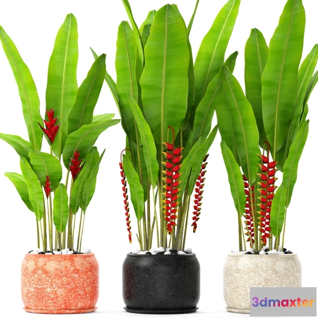 1607000 - decoration - Heliconia 3D Max