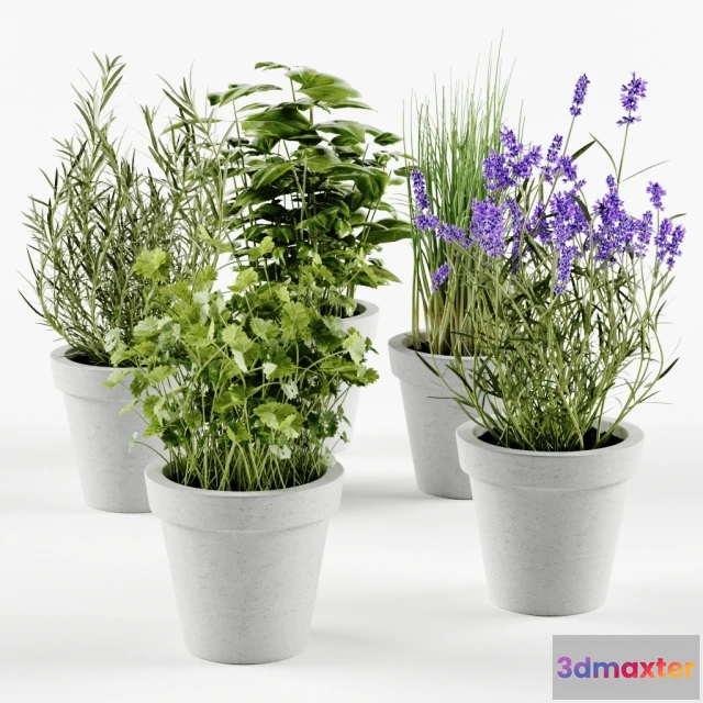 1607002 - decoration - Herbs 3D Max