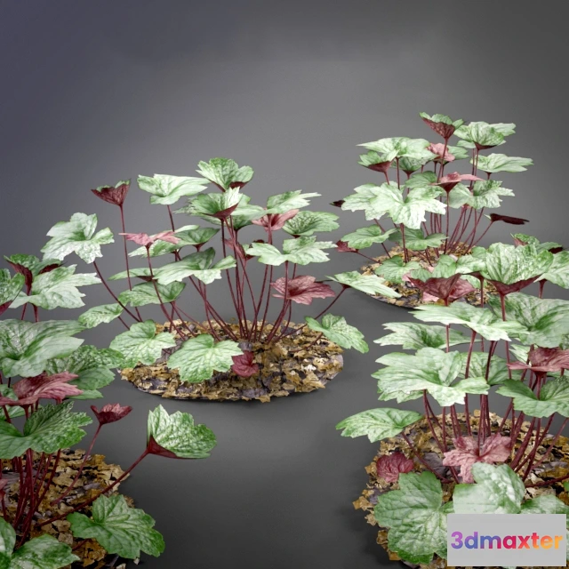 1607004 - decoration - Heuchera 3D Max