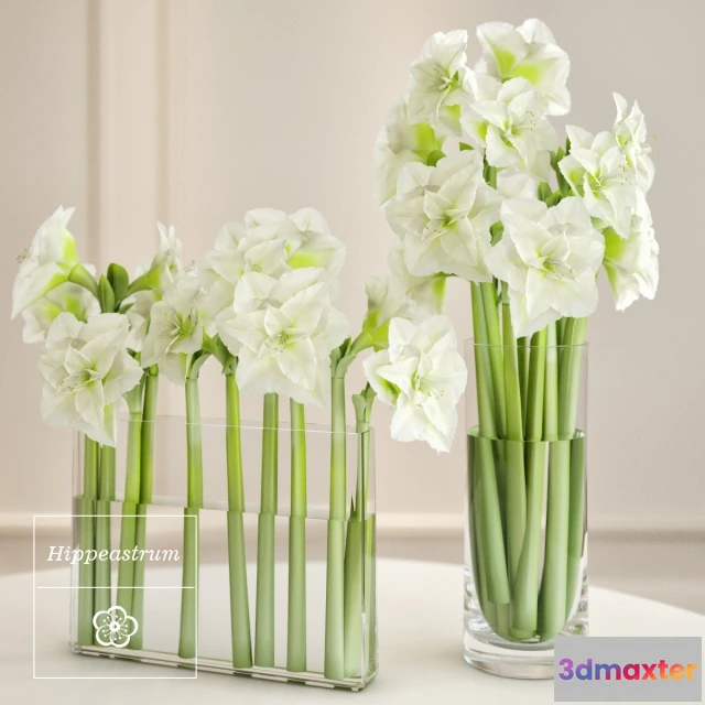 1607010 - decoration - Hippeastrum arrangement 3D Max