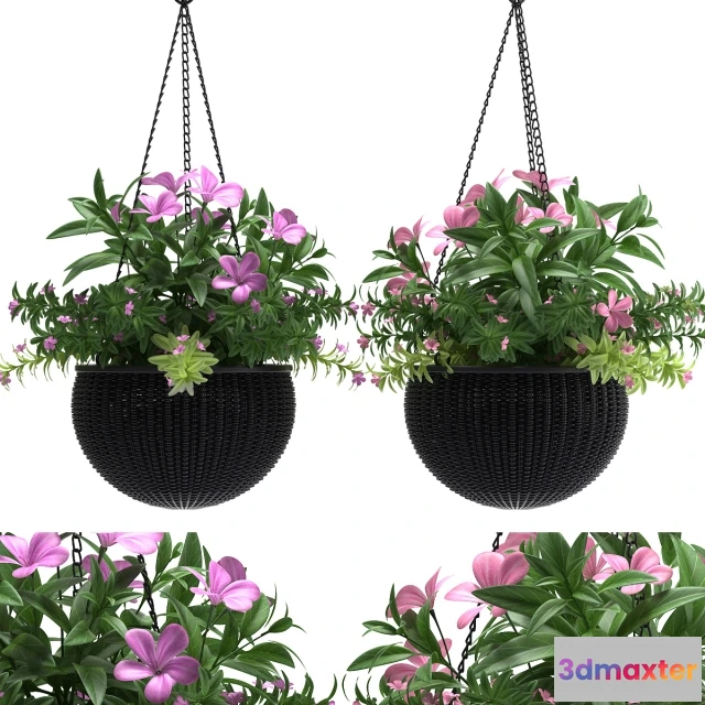 1607016 - decoration - Hanging plant 3D Max