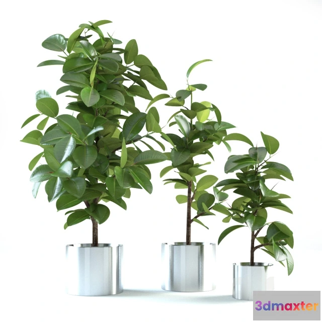 1607028 - decoration - Ficus elastica 3D Max