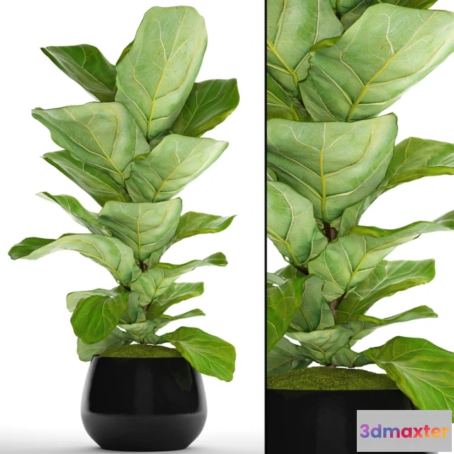 1607030 - decoration - Ficus 3D Max