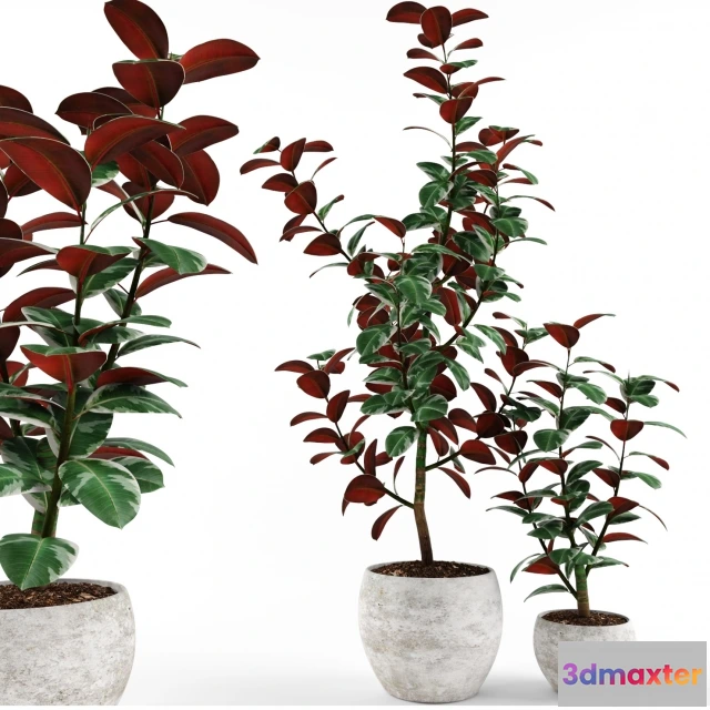 1607042 - decoration - Ficus 3D Max