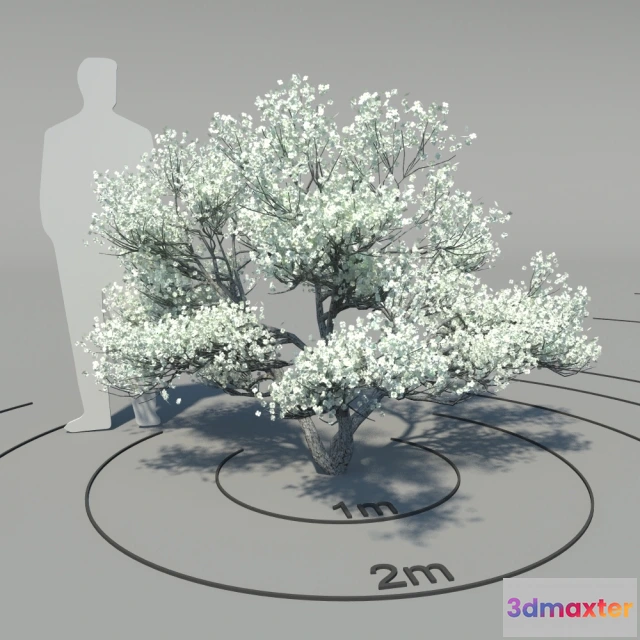 1607064 - decoration - Flowering dogwood 3D Max