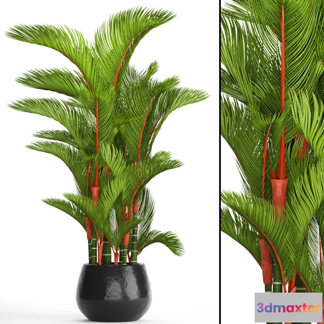 1607082 - decoration - Cyrtostachys renda 3D Max