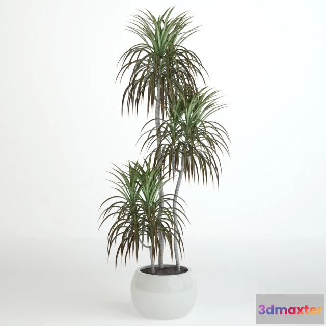 1607094 - decoration - Dracaena 3D Max