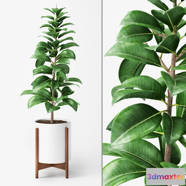 1607096 - decoration - Ficus Elastica 3D Max