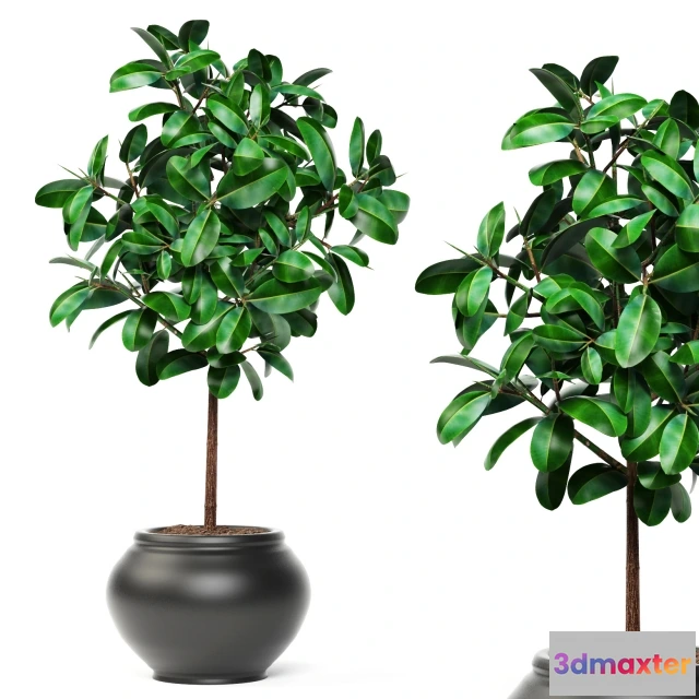1607100 - decoration - Ficus 3D Max
