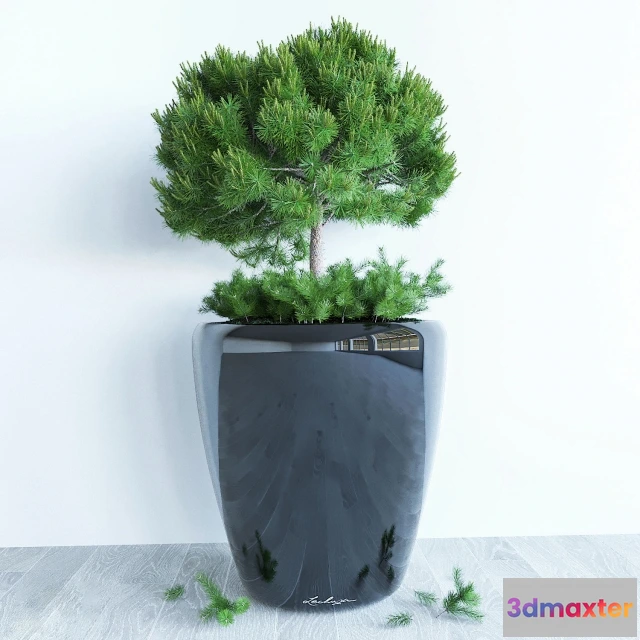 1607104 - decoration - Decorative  pine 3D Max