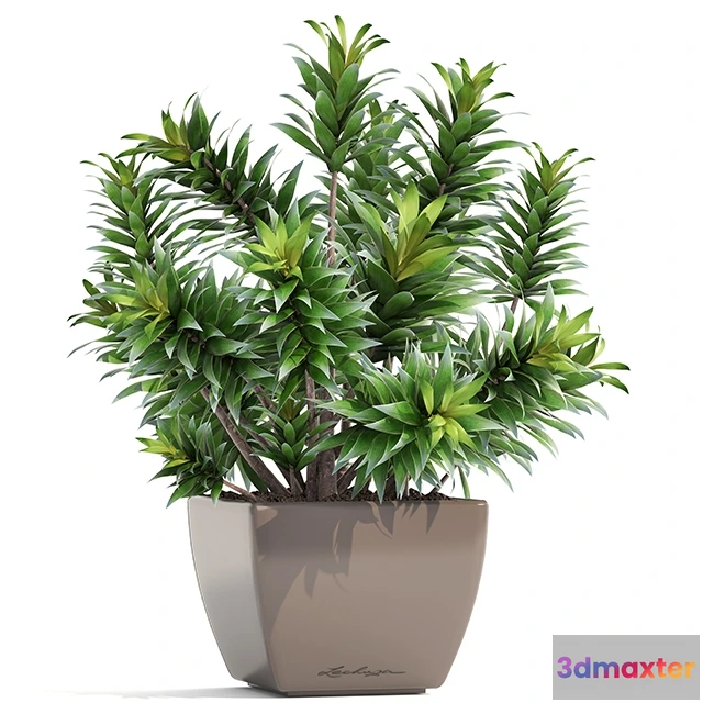 1607106 - decoration - Dracaena 3D Max