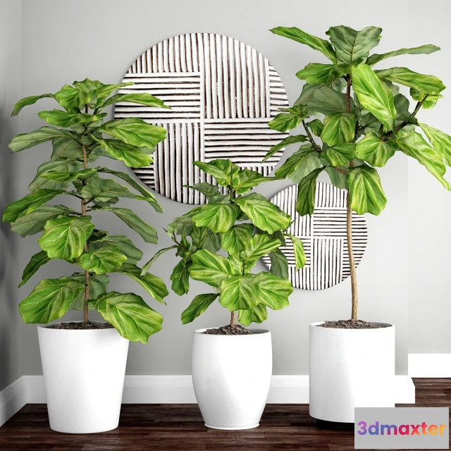 1607110 - decoration - Ficus lyrata 3D Max