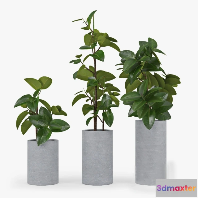 1607114 - decoration - Ficus Elastica 3D Max