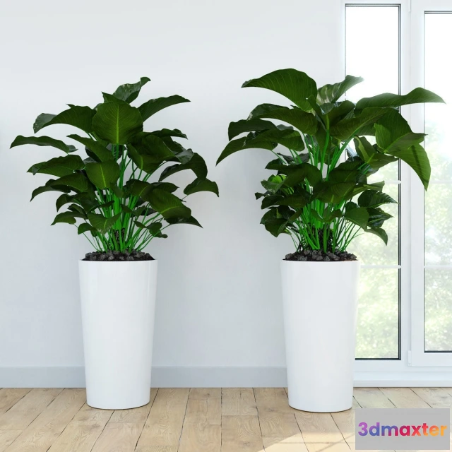 1607116 - decoration - Filodendron_Kongo 3D Max