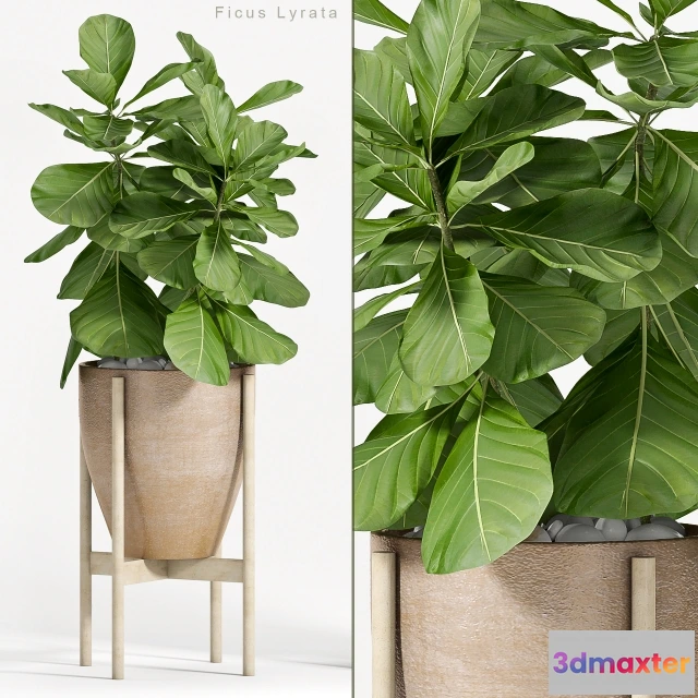 1607126 - decoration - Ficus Lyrata 3D Max