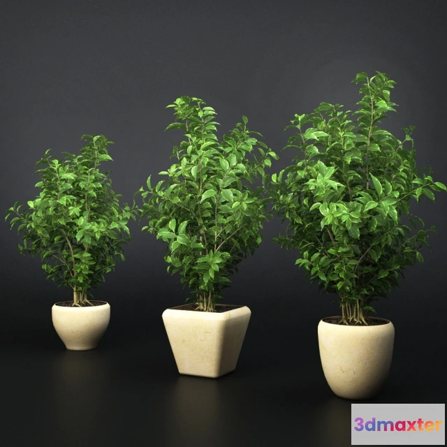 1607138 - decoration - Ficus Benjaminm 3D Max