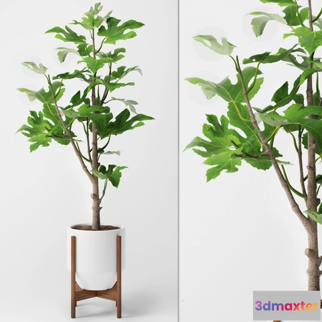1607140 - decoration - Fig Plants 3D Max