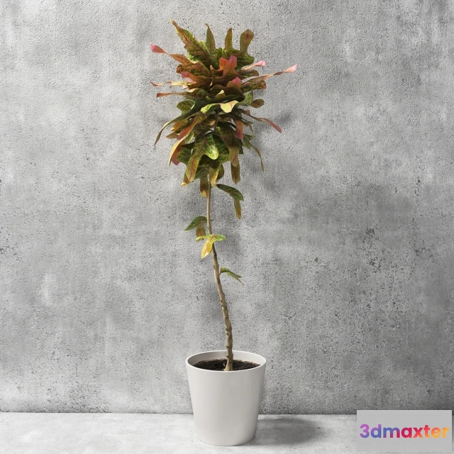 1607166 - decoration - Croton Plant 3D Max