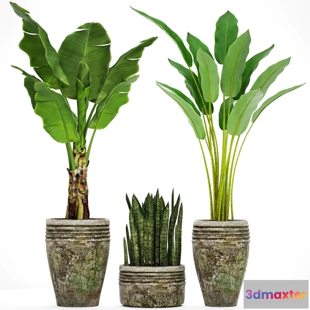 1607172 - decoration - Collection of plants 3D Max