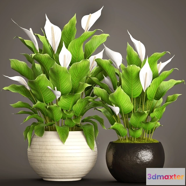 1607176 - decoration - Collection of plants 3D Max