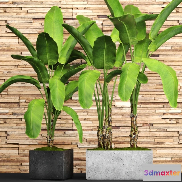 1607178 - decoration - Collection of plants 3D Max